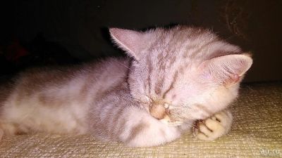 Лот: 8253228. Фото: 1. Британский котенок. Кошки, котята