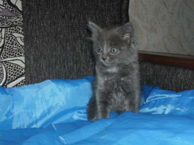 Лот: 7830866. Фото: 1. Отдам очаровательного котенка... Кошки, котята