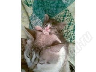 Лот: 270797. Фото: 1. подарю сибирского котенка. Остальные животные