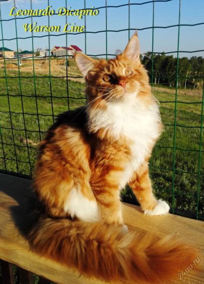 Лот: 5626045. Фото: 1. Подрощенный котик мейн-кун. Кошки, котята