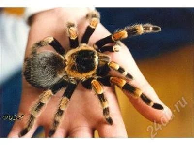 Лот: 2385615. Фото: 1. Brachypelma smithi Птицеед брахипельма... Остальные животные