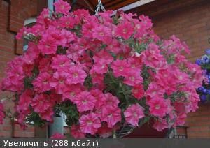 Лот: 9793280. Фото: 1. Петуния ампельная Ramblin Salmon... Садовые цветы