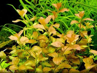 Лот: 8260264. Фото: 1. Редкое аквариумное растение людвигия... Водные растения