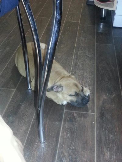 Лот: 4737662. Фото: 1. Щенок американского стаффорширдского... Собаки, щенки