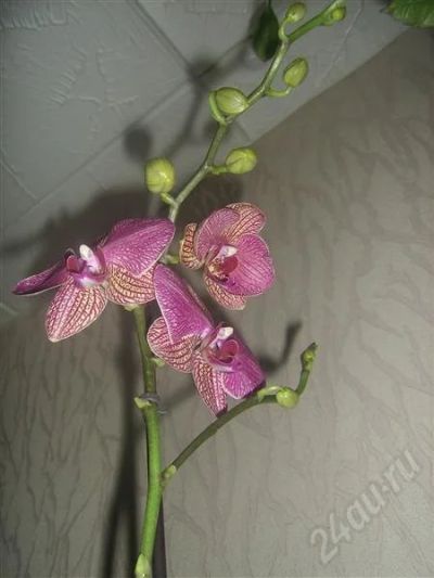 Лот: 691527. Фото: 1. орхидея фаленопсис 2. Горшечные растения и комнатные цветы