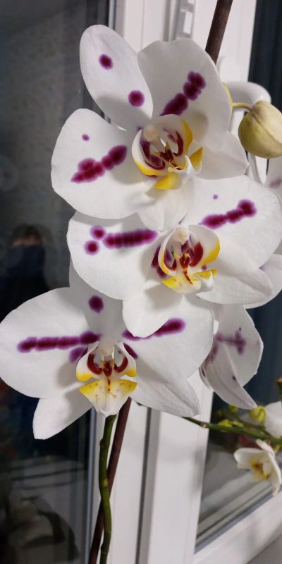 Лот: 21107856. Фото: 1. Орхидея фаленопсис. Горшечные растения и комнатные цветы