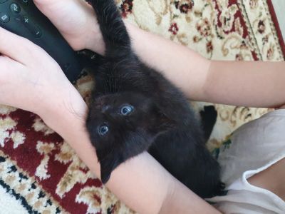 Лот: 16999250. Фото: 1. Британские котятки. Кошки, котята