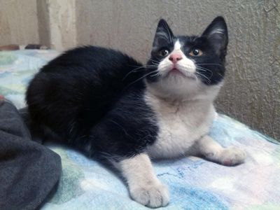 Лот: 4273354. Фото: 1. Котенок из рекламы Феликса). Кошки, котята