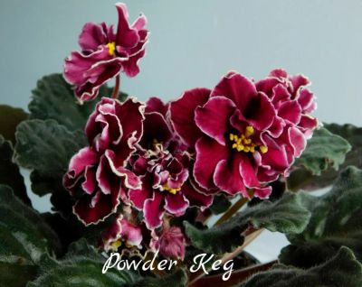 Лот: 5209848. Фото: 1. Фиалка сортовая Powder Ked лист. Горшечные растения и комнатные цветы