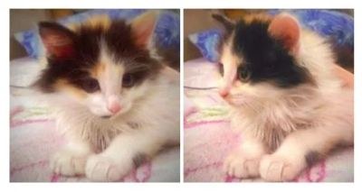 Лот: 7268663. Фото: 1. Трехцветный котенок Девочка. Кошки, котята