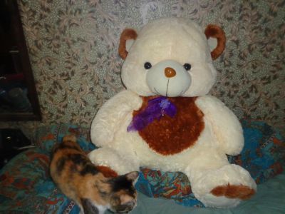 Лот: 5359865. Фото: 1. Большой мишка. Мягкие