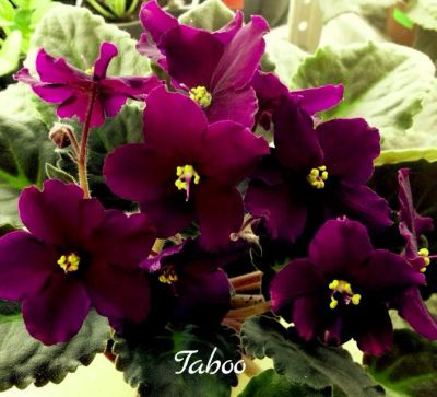 Лот: 5459754. Фото: 1. Фиалка сортовая Taboo(детка). Горшечные растения и комнатные цветы