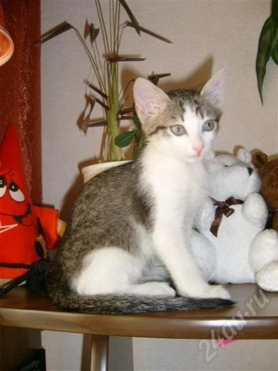 Лот: 698944. Фото: 1. Отдам котёнка в хорошие ручки!. Остальные животные