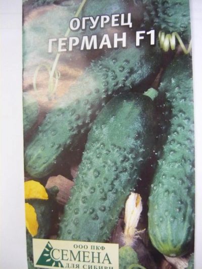 Лот: 4421448. Фото: 1. огурец герман. Другое (семена, рассада, садовые растения)