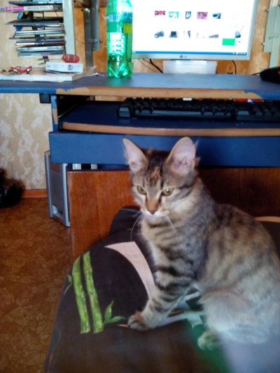 Лот: 4429119. Фото: 1. Отдам ласковую и игривую кошечку... Кошки, котята