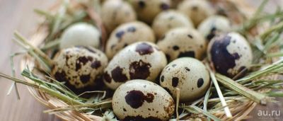 Лот: 8965250. Фото: 1. Инкубационное яйцо Маньчжурской... Птицы