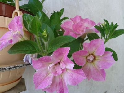 Лот: 13549458. Фото: 1. Петуния вегетативная Color bells... Садовые цветы