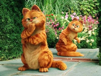 Лот: 2297777. Фото: 1. Отдам Гарфилда :)) Лоток в подарок. Кошки, котята