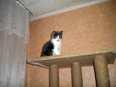 Лот: 1302424. Фото: 1. Очаровательные шотландские вислоушки... Кошки, котята