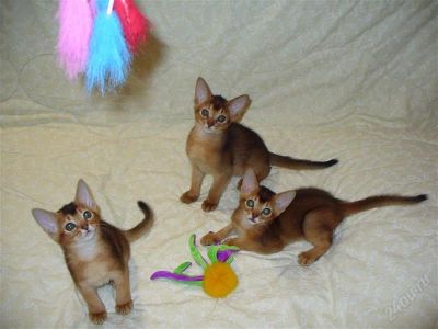 Лот: 2909511. Фото: 1. абиссинские котята. Кошки, котята