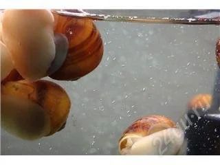 Лот: 95715. Фото: 1. ампулярия улитка 20штук. Моллюски, ракообразные, кораллы