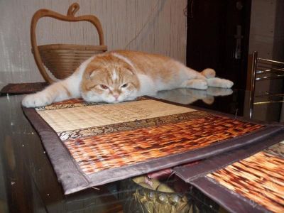 Лот: 2139099. Фото: 1. Шотландский веслоухий ищет девочку... Кошки, котята