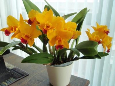 Лот: 12433585. Фото: 1. Орхидея Каттлея желтая с красной... Горшечные растения и комнатные цветы