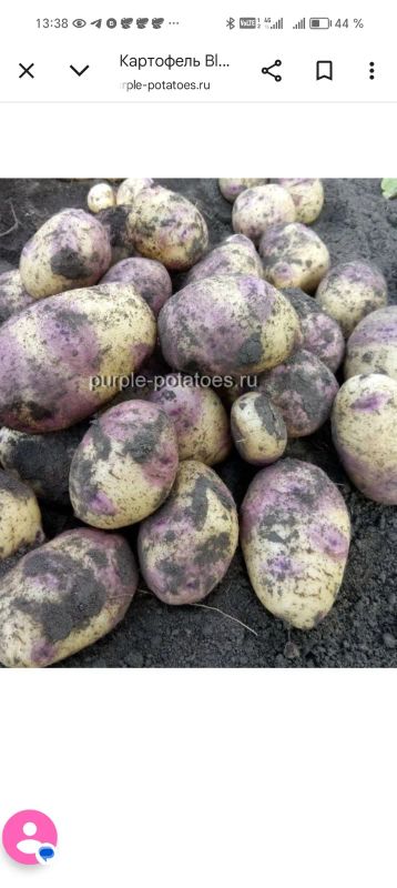 Лот: 25395915. Фото: 1. Картофель Blue bell на посадку. Картофель