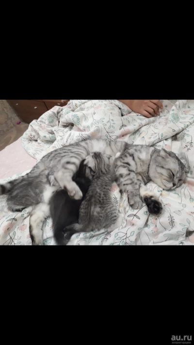 Лот: 15217037. Фото: 1. Котята шотландские вислоухие. Кошки, котята