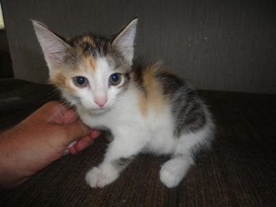 Лот: 2987110. Фото: 1. КОТЯТА 2 МЕСЯЦА. Кошки, котята