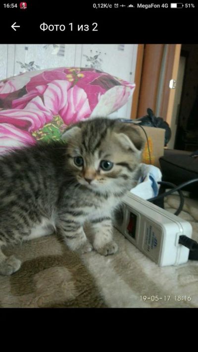 Лот: 9762286. Фото: 1. Шотландский вислоухий Скоттиш-фолд... Кошки, котята