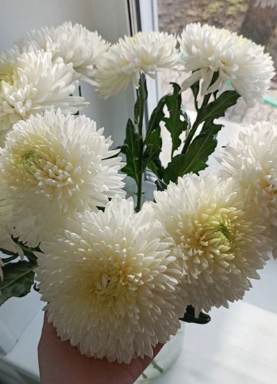 Лот: 25521173. Фото: 1. цветы. Искусственные и сувенирные цветы