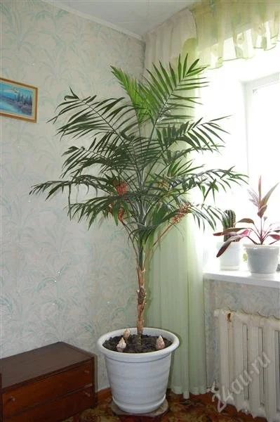 Лот: 1115180. Фото: 1. Хамедорея. Горшечные растения и комнатные цветы