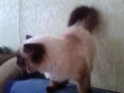 Лот: 3686928. Фото: 1. Отдам в хорошие руки кошечку. Кошки, котята