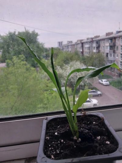 Лот: 25391300. Фото: 1. Детки спатифиллума. Горшечные растения и комнатные цветы