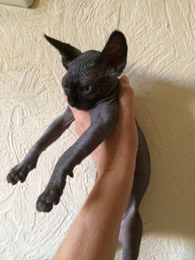 Лот: 12612796. Фото: 1. Котенок канадский сфинкс. Кошки, котята