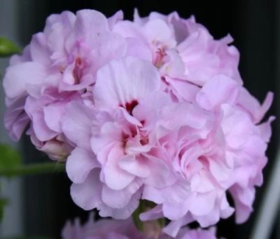 Лот: 7099683. Фото: 1. Пеларгония плющелистная Chiffon. Горшечные растения и комнатные цветы