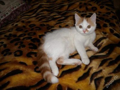 Лот: 783205. Фото: 1. Шотландский прямоухий мальчик. Остальные животные