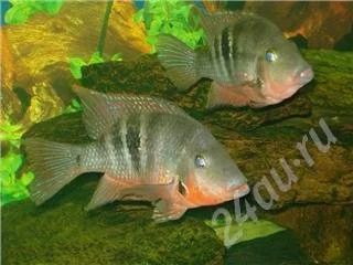 Лот: 341408. Фото: 1. цихлазома меека взрослая пара... Рыбки