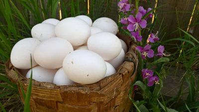 Лот: 9857897. Фото: 1. яйцо домашнее куриное крупное. Мясо, птица, яйцо