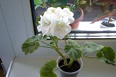 Лот: 9956378. Фото: 1. Пеларгония(герань) Белая. Возможен... Горшечные растения и комнатные цветы