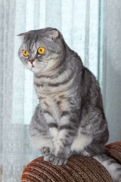 Лот: 20669058. Фото: 1. Отдам в хорошие руки кошку шотландская... Кошки, котята