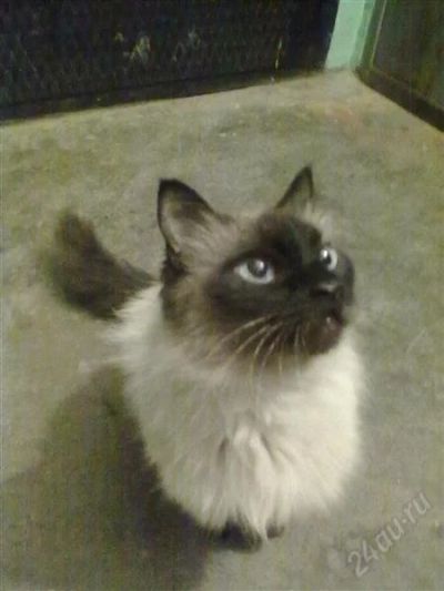 Лот: 1407745. Фото: 1. Отдам сиамскую длинношерстную... Кошки, котята
