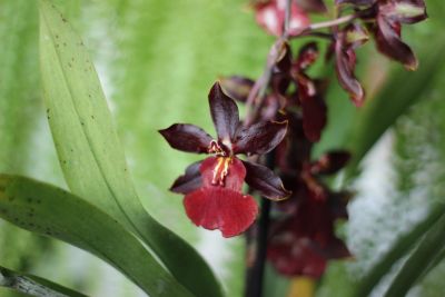 Лот: 16413998. Фото: 1. Орхидея камбрия ароматная. Горшечные растения и комнатные цветы