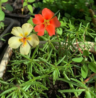Лот: 15940019. Фото: 1. Портулак (обычный, смесь окрасок... Садовые цветы