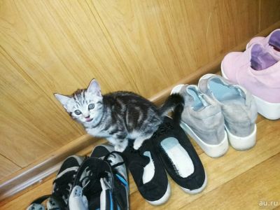 Лот: 10097196. Фото: 1. Прямоухая шотландка. Кошки, котята