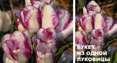 Лот: 3182471. Фото: 1. тюльпан модерн стайл. Другое (семена, рассада, садовые растения)