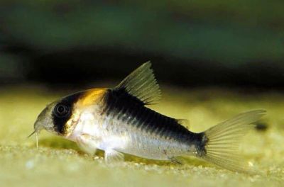 Лот: 5065263. Фото: 1. Corydoras duplicareus 5 хвостов. Рыбки