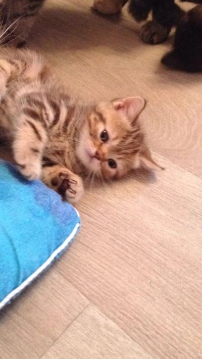 Лот: 7525101. Фото: 1. Котята британцы. Кошки, котята