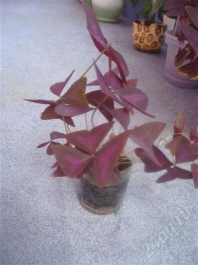 Лот: 442688. Фото: 1. Oxalis (кислица)2. Горшечные растения и комнатные цветы